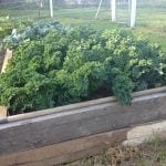 Blue scotch kale