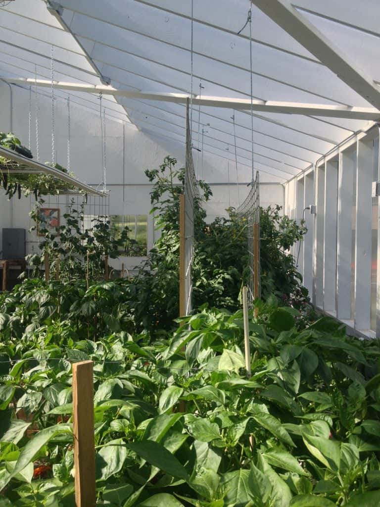 Double Hog Wire panel Tomato Trellis https://homemadefoodjunkie.1wp.site