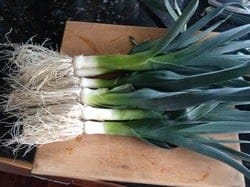 Grow Healthy Leeks easily in your Garden 5 Leeks