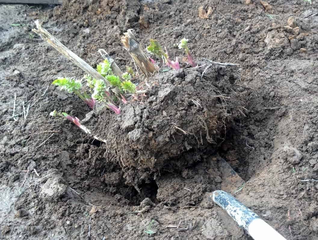Transplanting