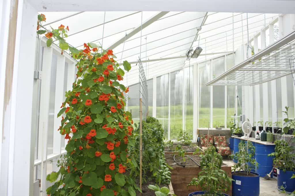 Nasturtium pollinator plant climbing the finished tomato trellis