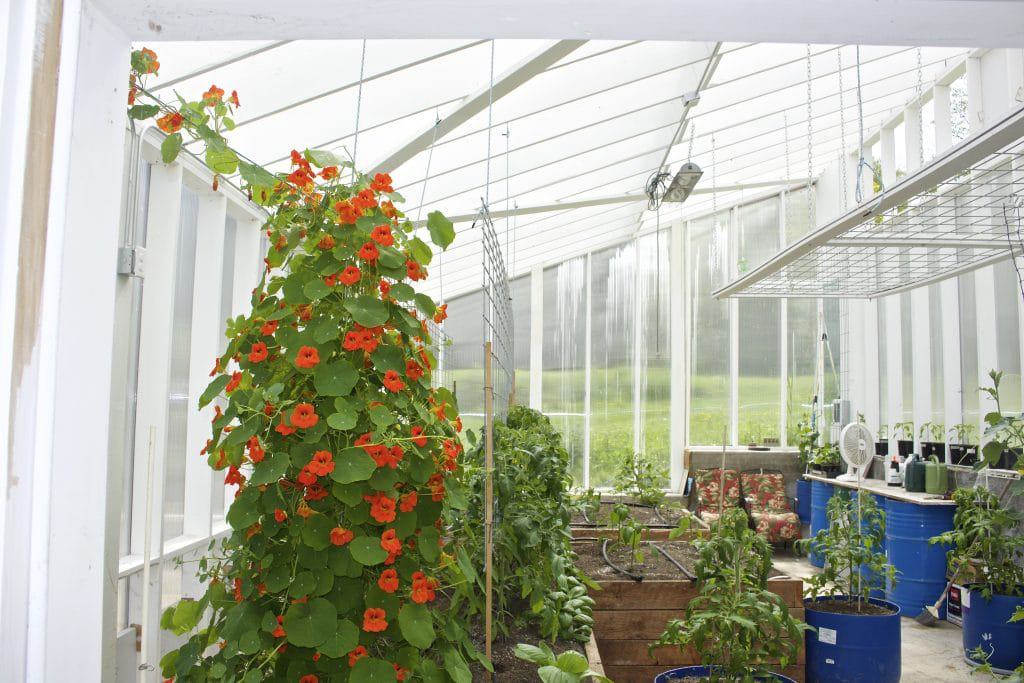 Nasturtium pollinator plant