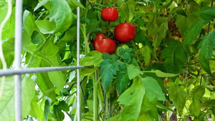 tomato trellis