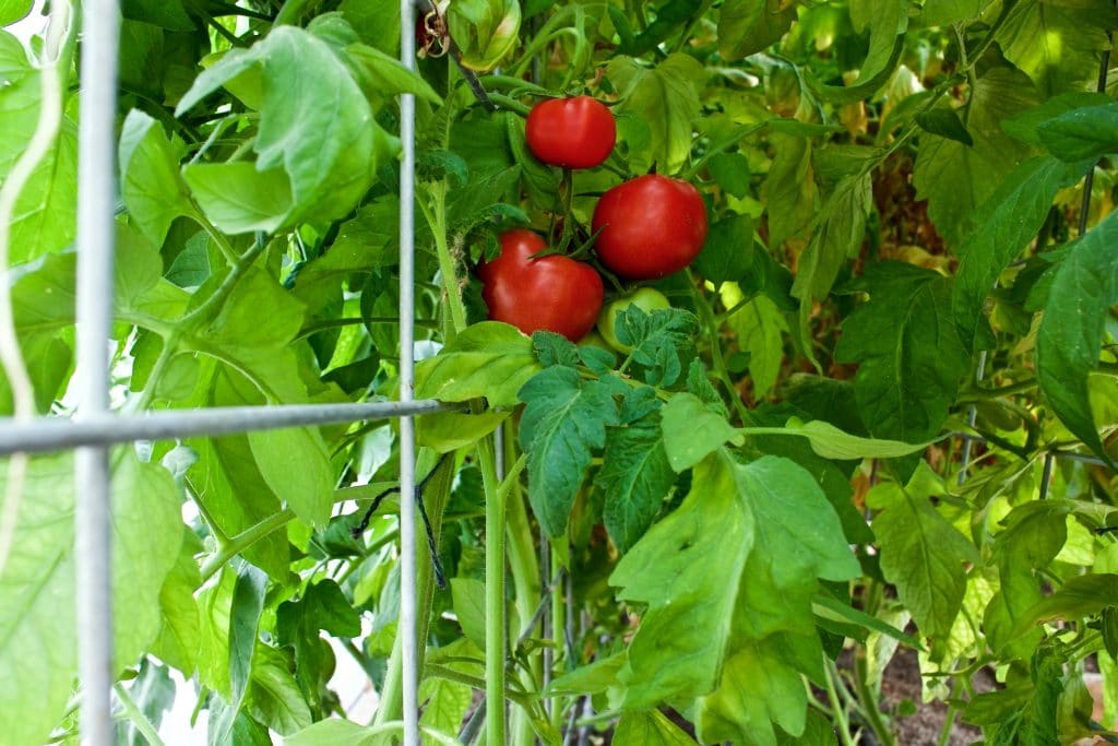 tomato trellis