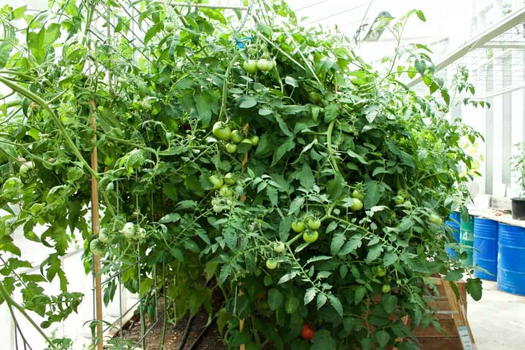 tomato trellis https://homemadefoodjunkie.1wp.site