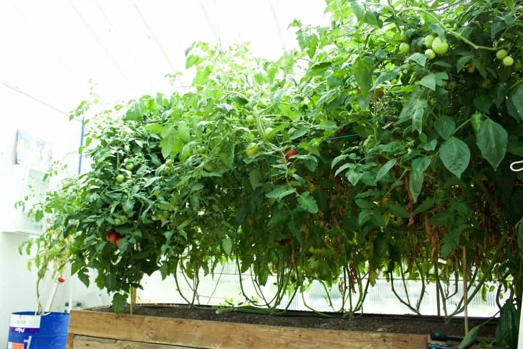 tomato trellis