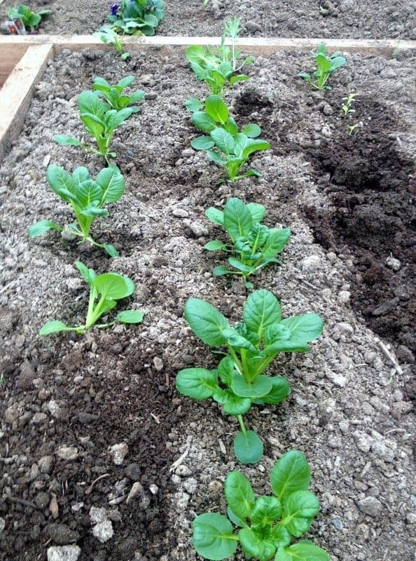 Juicing greens from our greenhouse! Yum!