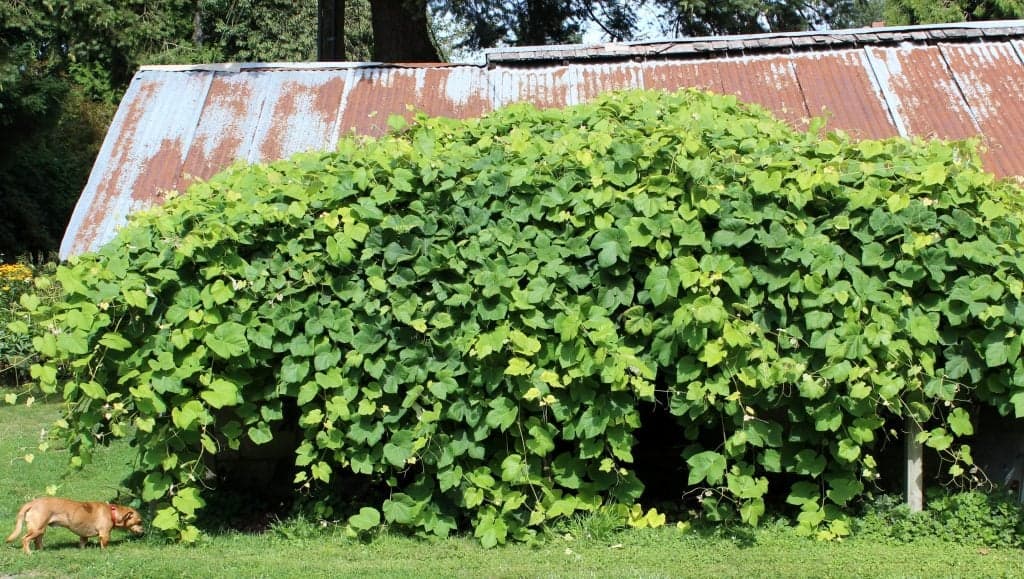 DIY Grape Arbor with concord grapes https://homemadefoodjunkie.1wp.site
