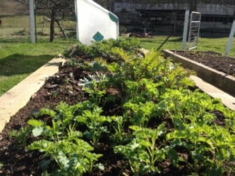 Plant Kale in Your Garden 2 Kale