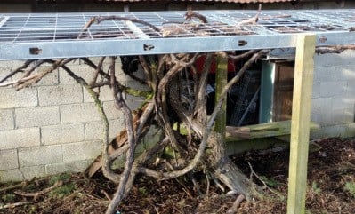 Steel studs on our grape arbor. The tomato trellis outdoors possible frame https://homemadefoodjunkie.1wp.site