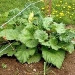 Rhubarb