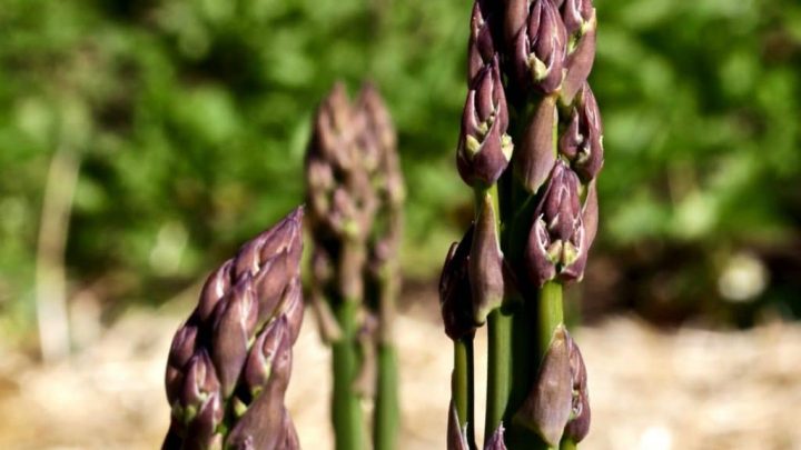 plant asparagus-first year spears