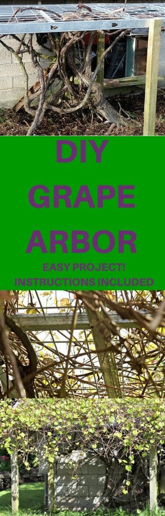 DIY Grape Arbor