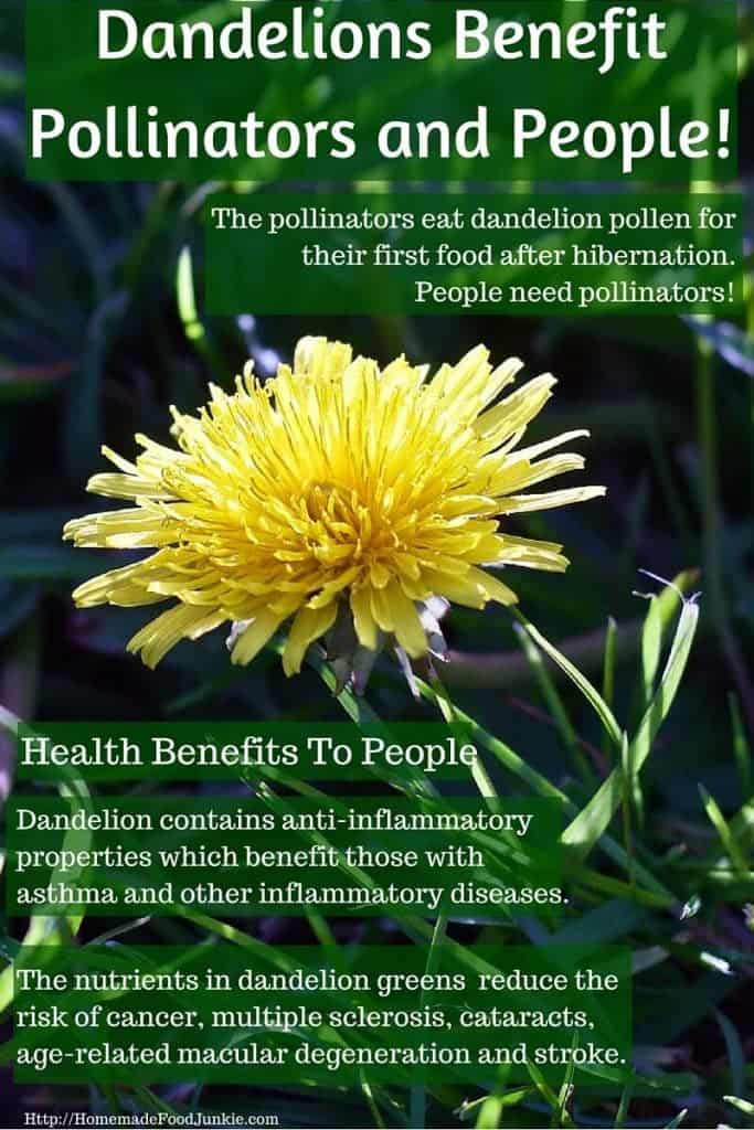 Dandelions Benefit us and pollinators in early spring!https://homemadefoodjunkie.1wp.site