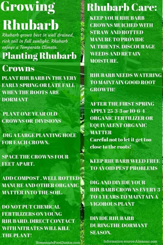 Growing rhubarb in your garden https://homemadefoodjunkie.1wp.site