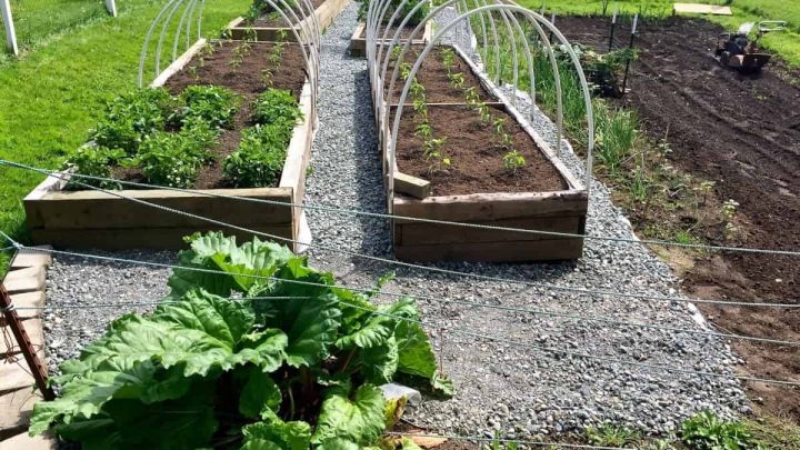 Rhubarb in our Garden with gravel walks and raised beds https://homemadefoodjunkie.1wp.site