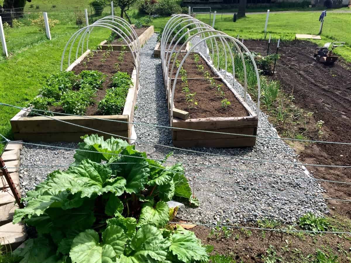 Building Raised Garden Beds 2 Rhubarb in our Garden with gravel walks and raised beds https://homemadefoodjunkie.1wp.site