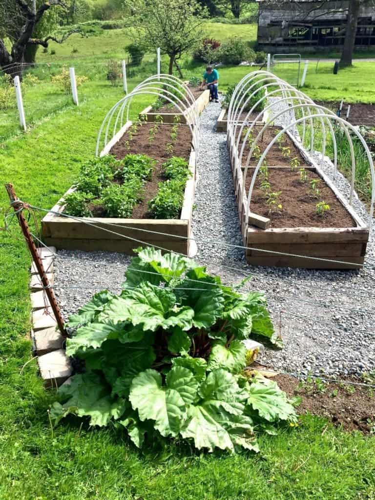 Growing rhubarb in your garden is easy to do and one plant can give up to 20 years of production.