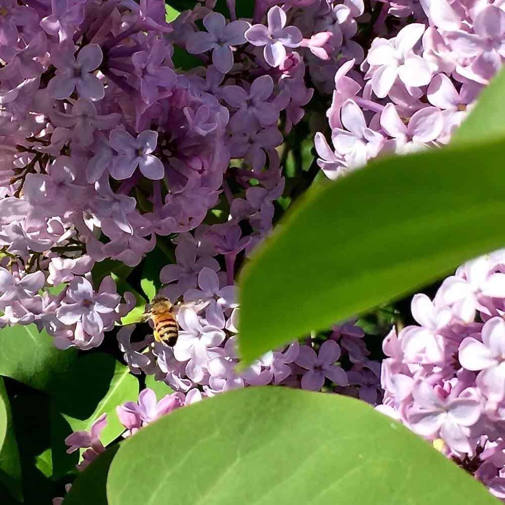 Pollinators at work.Dandelions Benefit them too!