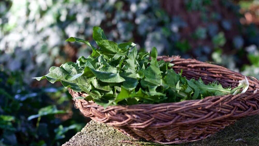 Dandelions Benefit us nutritionally. perfect for Spring Green Smoothie