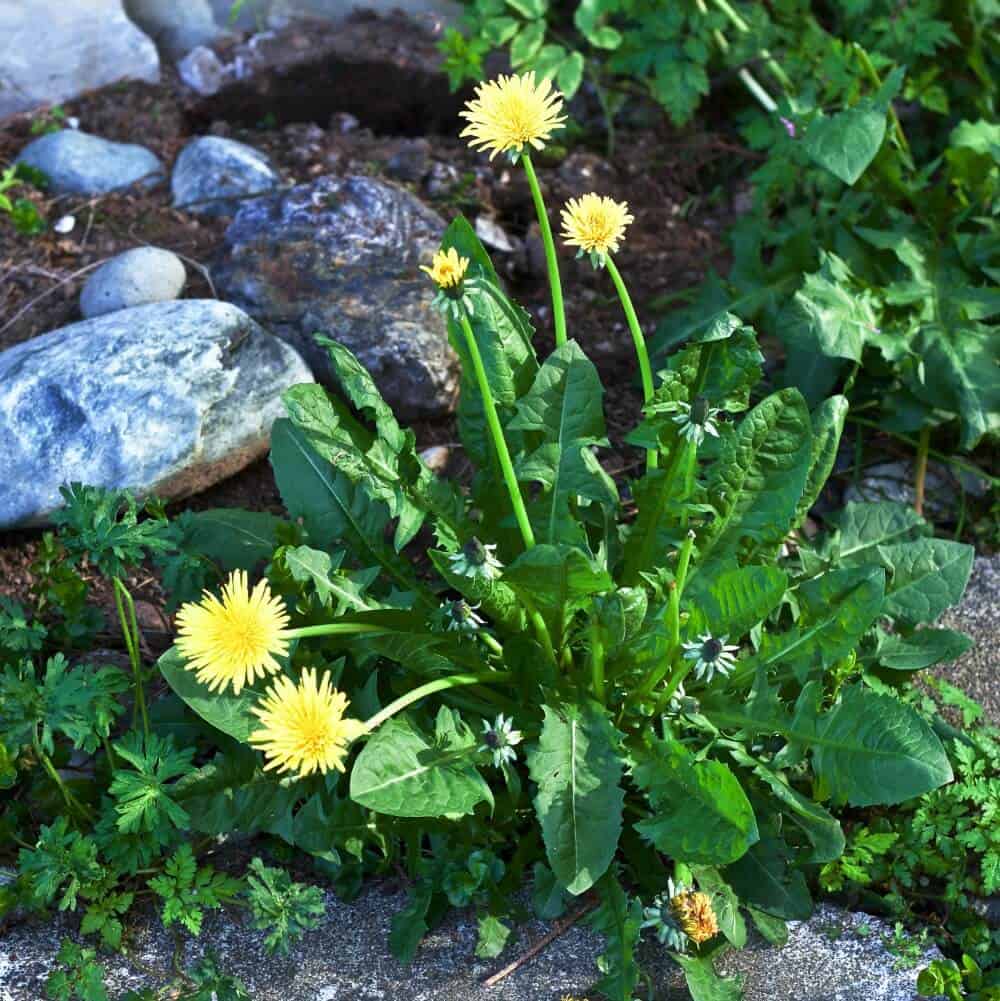 Dandelions Benefit pollinators and people. They are the first food for pollinators and full of excellent nutrients for people. https://homemadefoodjunkie.1wp.site