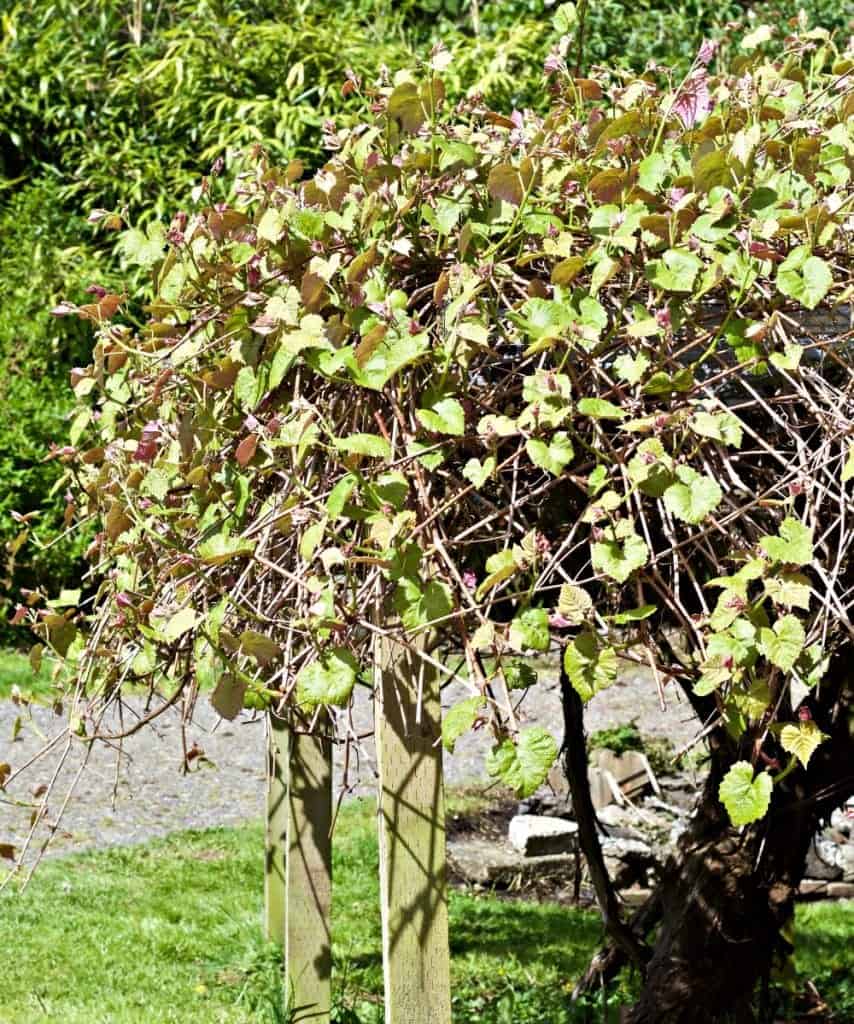 DIY Grape Arbor