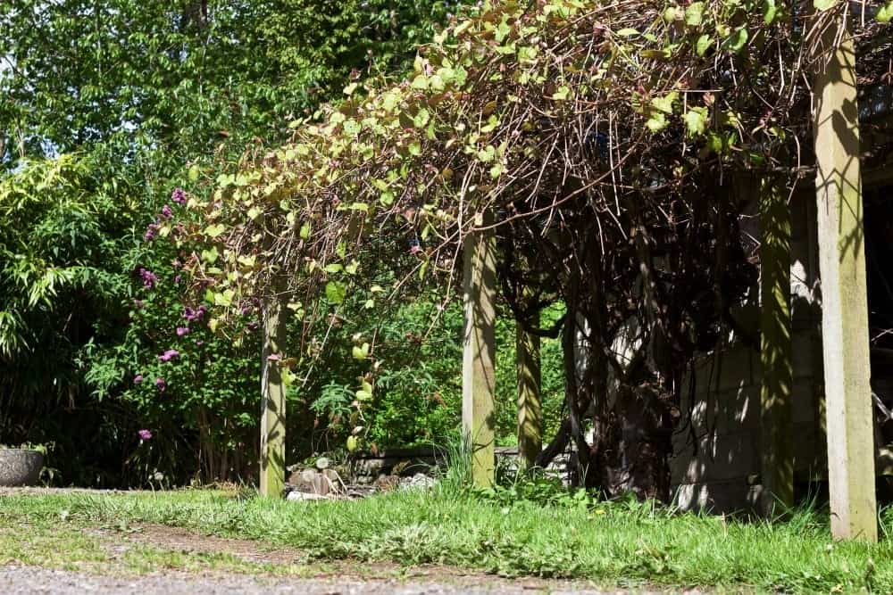 DIY Grape Arbor
