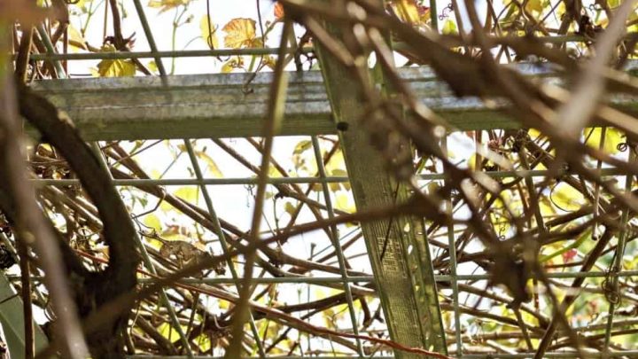 DIY Grape Arbor