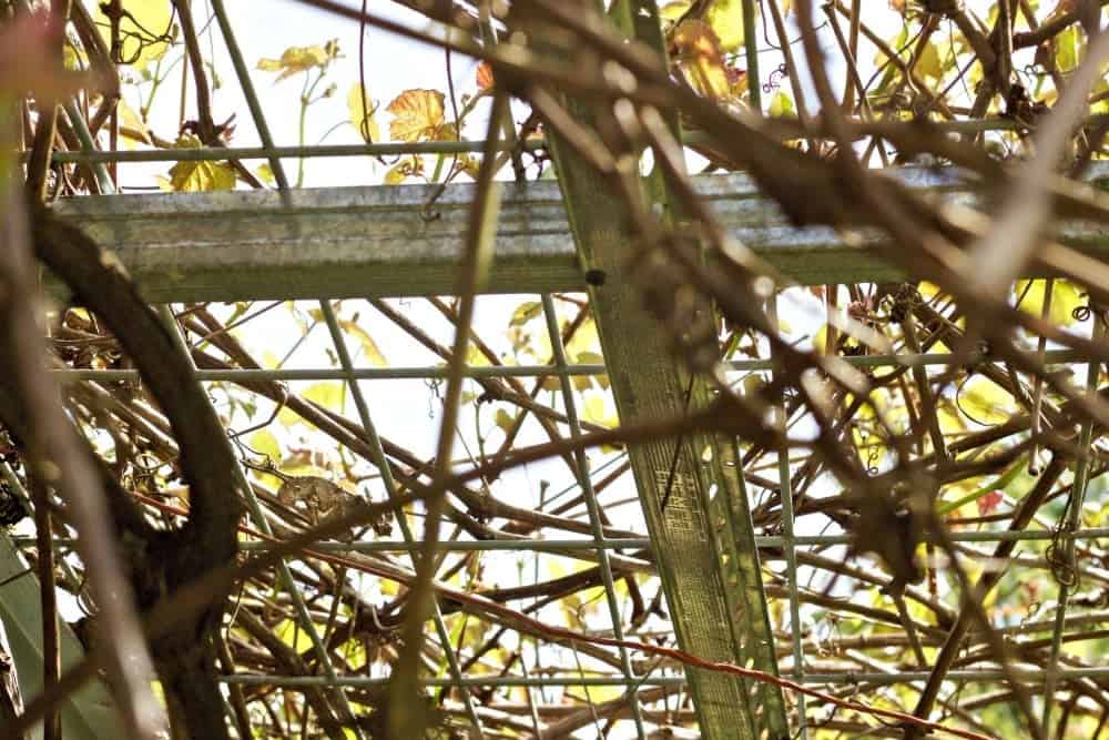 DIY Grape Arbor