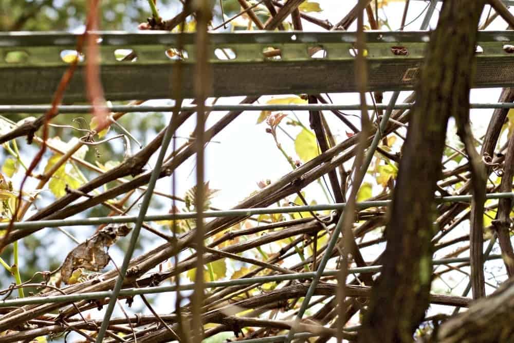 DIY Grape Arbor