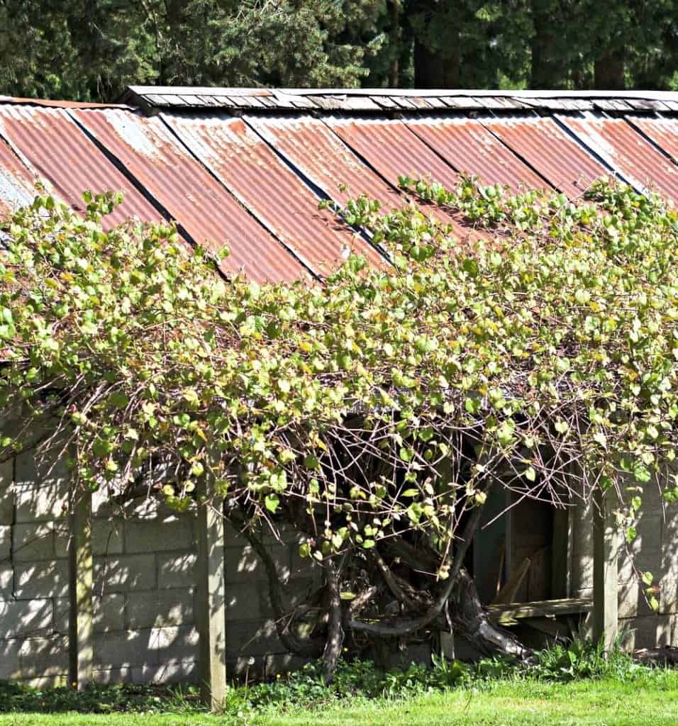 DIY Grape Arbor