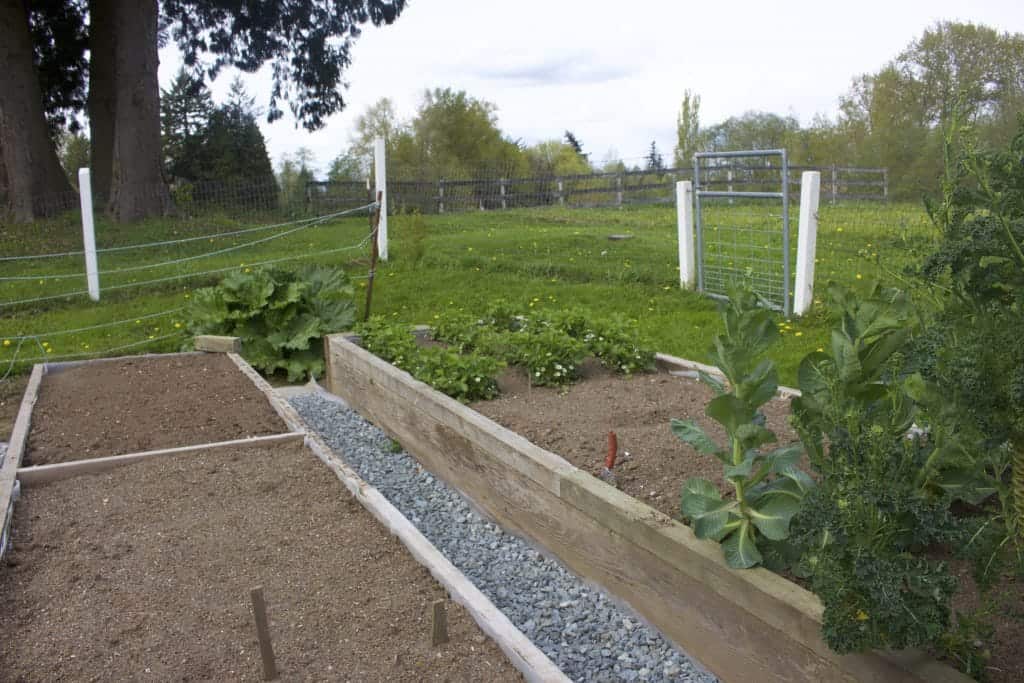 raised beds with a graveled walk between make your garden plot location much more flexible! https://homemadefoodjunkie.1wp.site