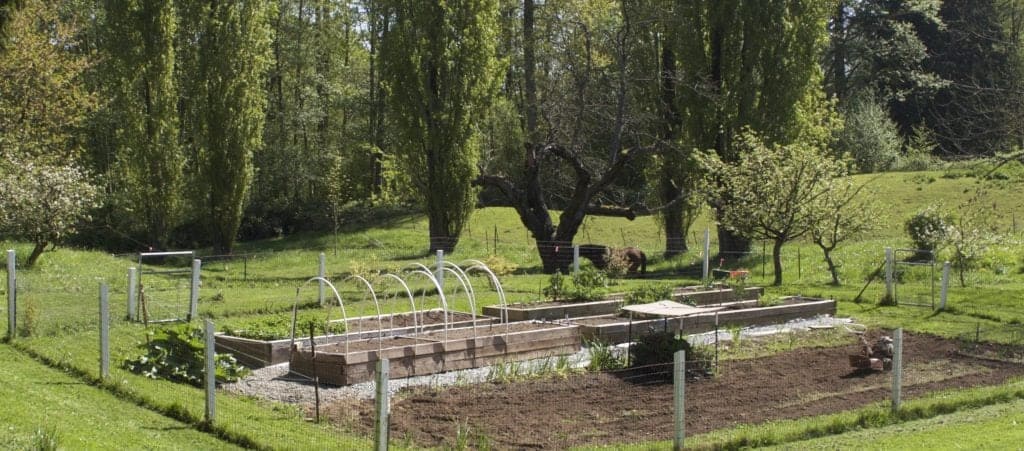 Our garden in spring. Dave is hooping a couple of our raised beds to grow his peppers. Look at that lovely graveled walk!