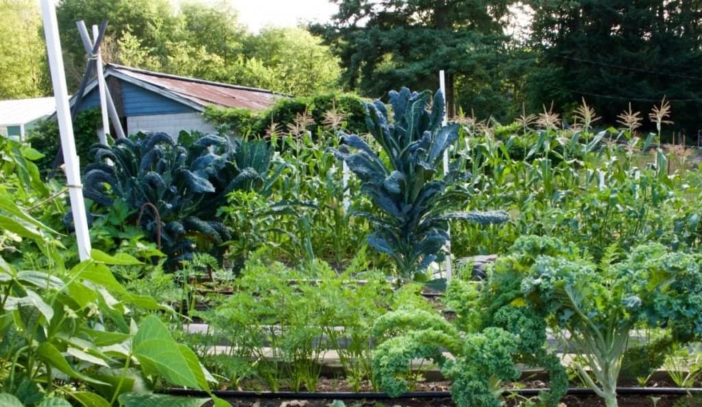 Organic garden 2015 https://homemadefoodjunkie.1wp.site
