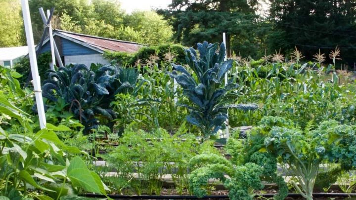 Organic garden 2015 https://homemadefoodjunkie.1wp.site