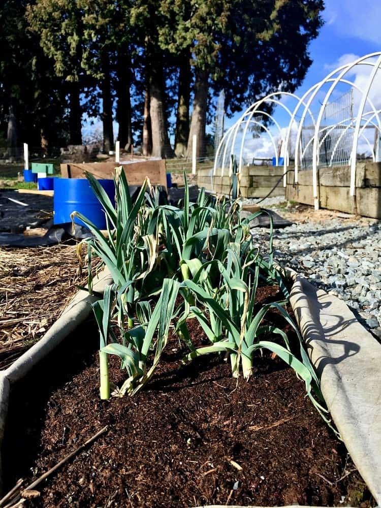 Grow Healthy Leeks easily in your Garden 1 I used a few Garden Leeks for Potato Leek Soup today. Delicious!