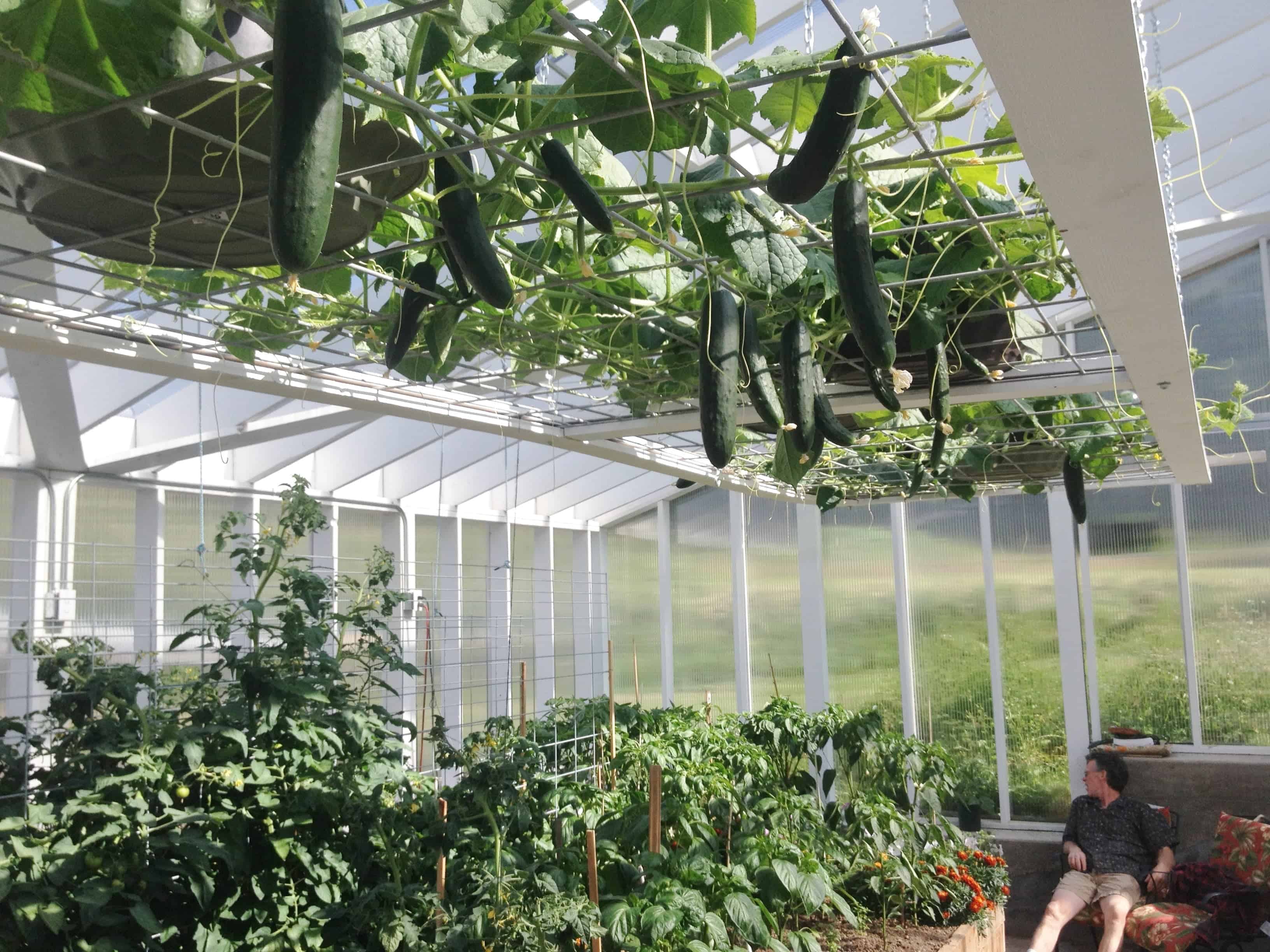 Greenhouse in June 2014