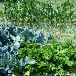 garden 2014 kohlrabi and celery