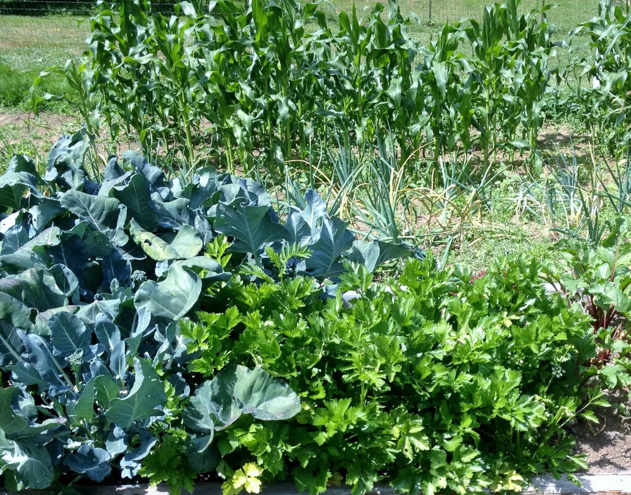 Vacationers Garden Survival Guide