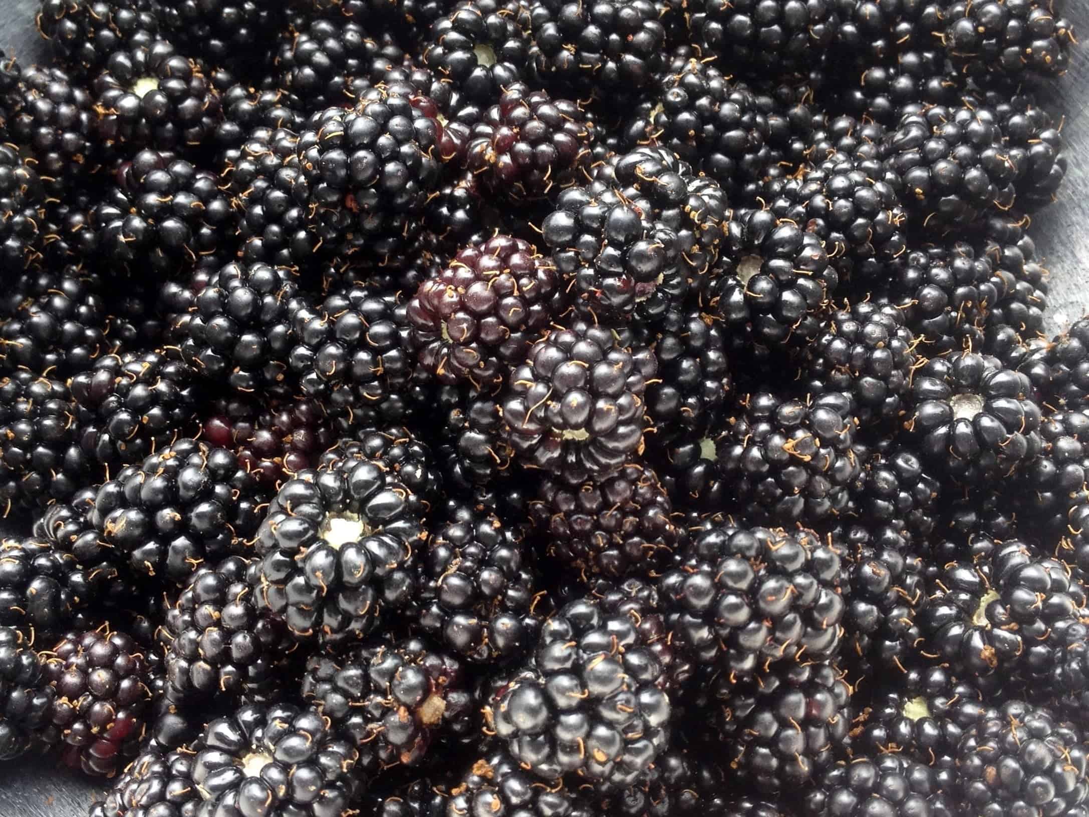 Fresh blackberries