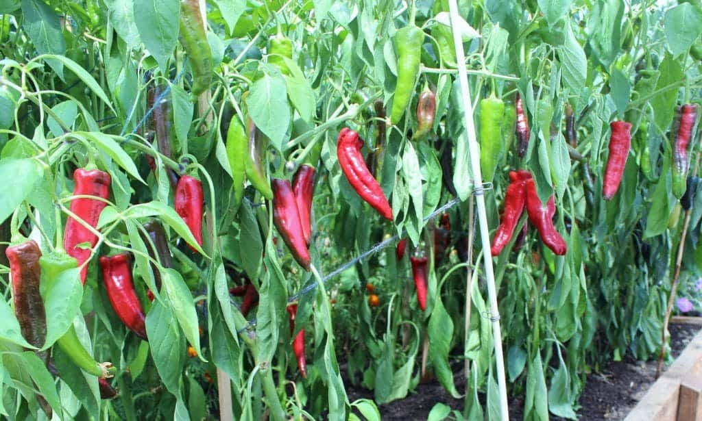 Krimson lee Peppers