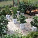 outdoor peppers on the growing patio