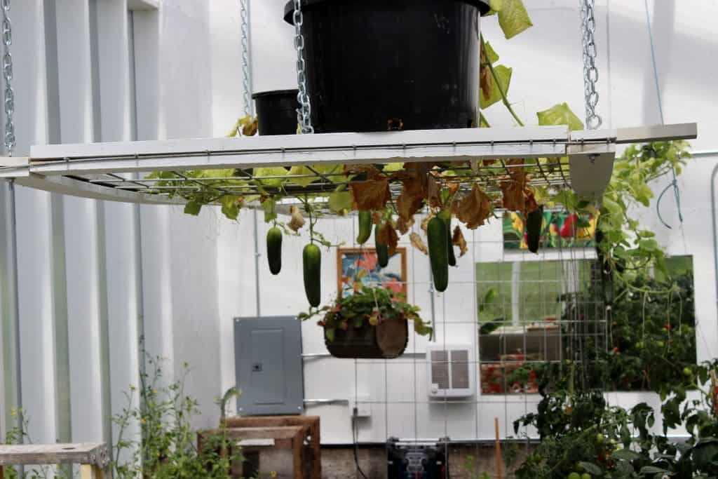 Cucumbers