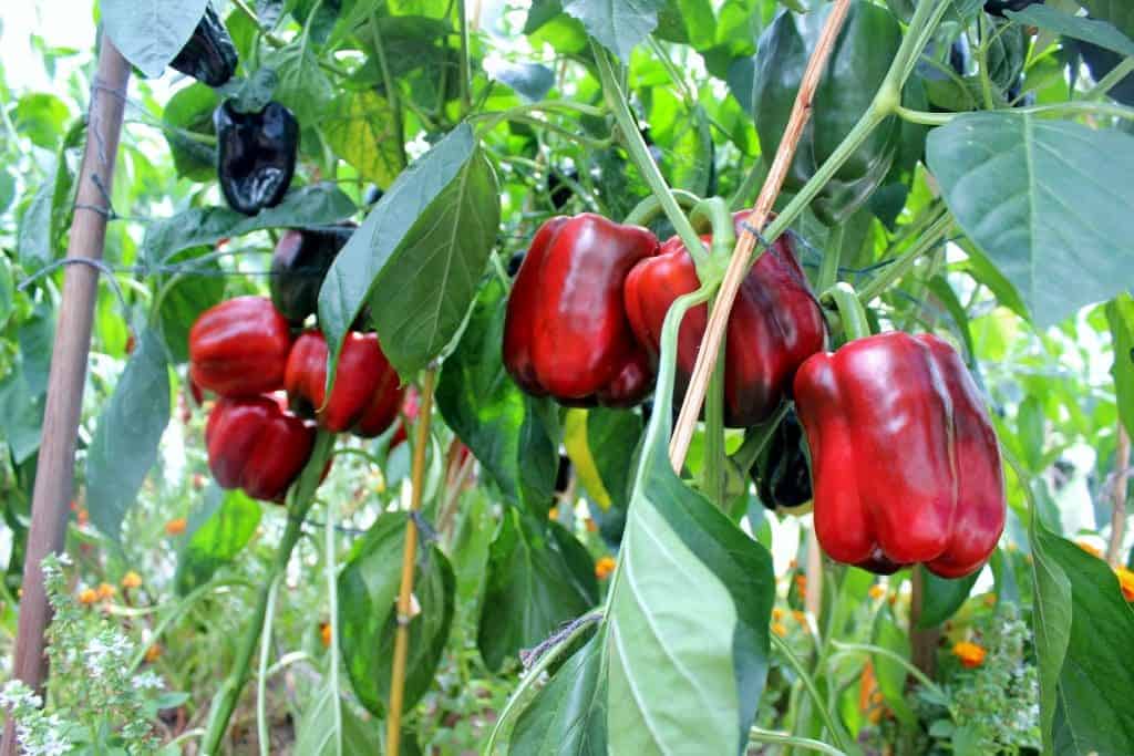 Red Knight Bell Peppers- 5 tips for growing perfect peppers. https://homemadefoodjunkie.1wp.site