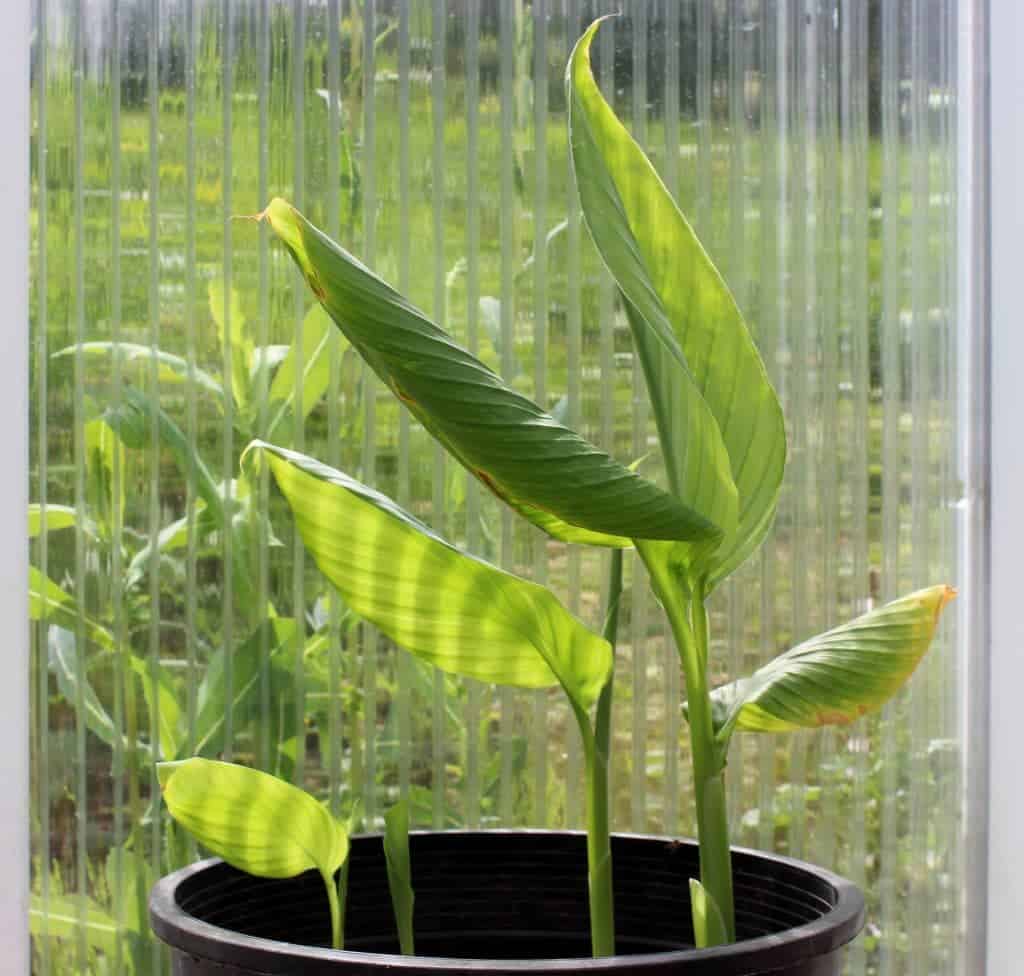 Turmeric