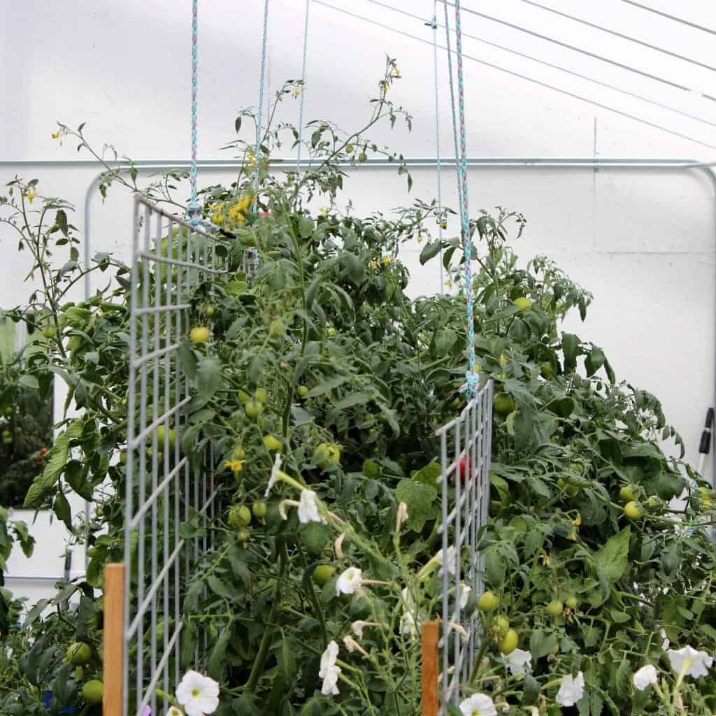 Tomato Trellis