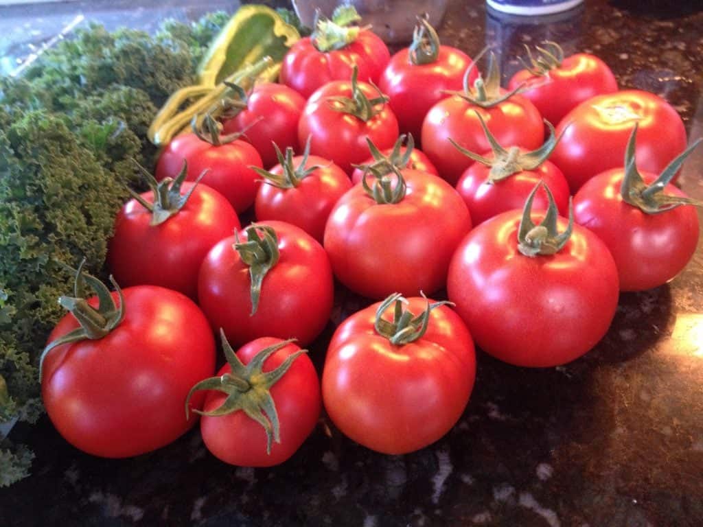 Our Homegrown Tomatoes for fresh tomato salsa. Fresh tomato salsa to can is a good recipe for loading your pantry and gifts