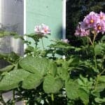Potato flowering