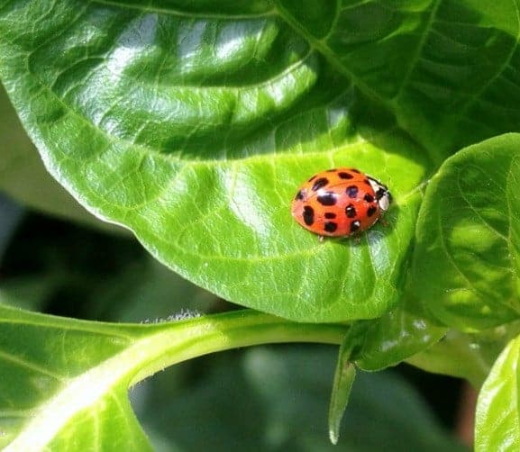 Ladybug