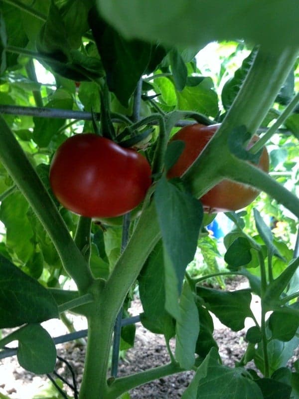 greenhouse tomatoes